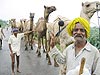 Camels in Tonk